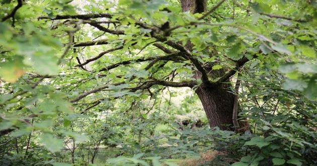 山东风水大师